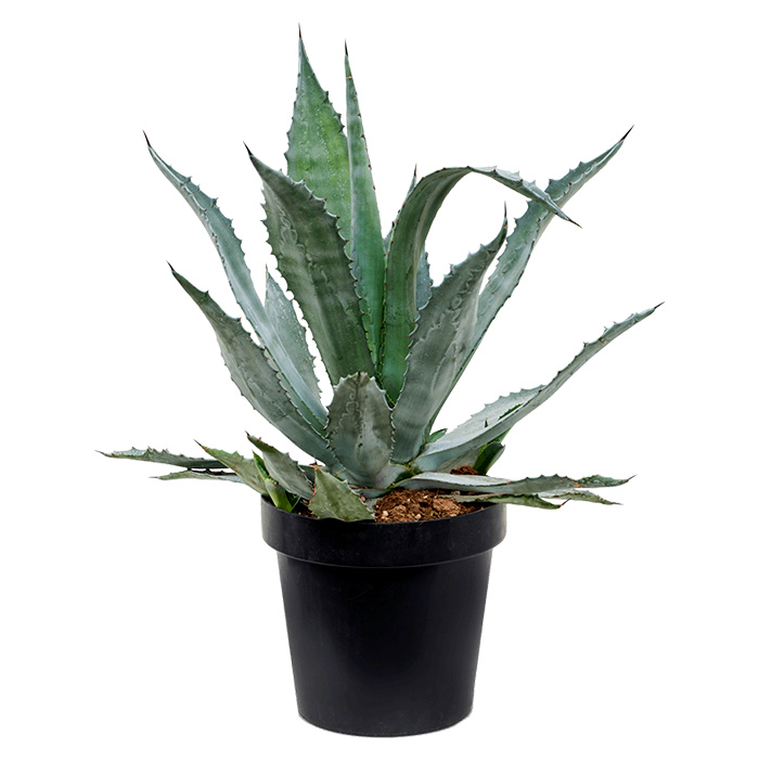 Agave americana