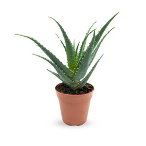 Aloe arborescens