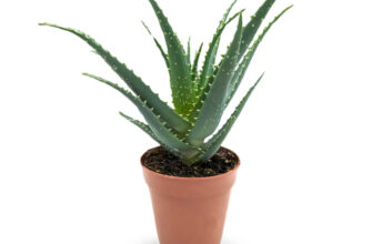 Aloe arborescens