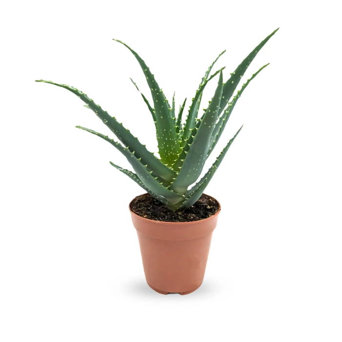 Aloe arborescens
