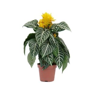 afelandra
