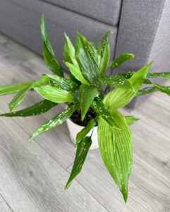 Aspidistra Milky Way