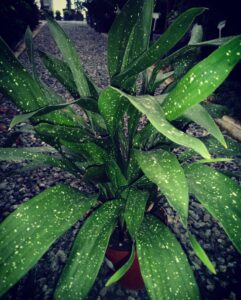 Aspidistra MilkyWay