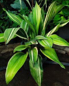 Aspidistra Variegata